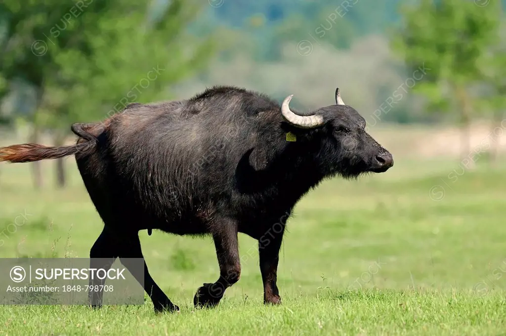 Domestic Buffalo, Asian Water Buffalo (Bos arnee, Bubalus arnee), bull