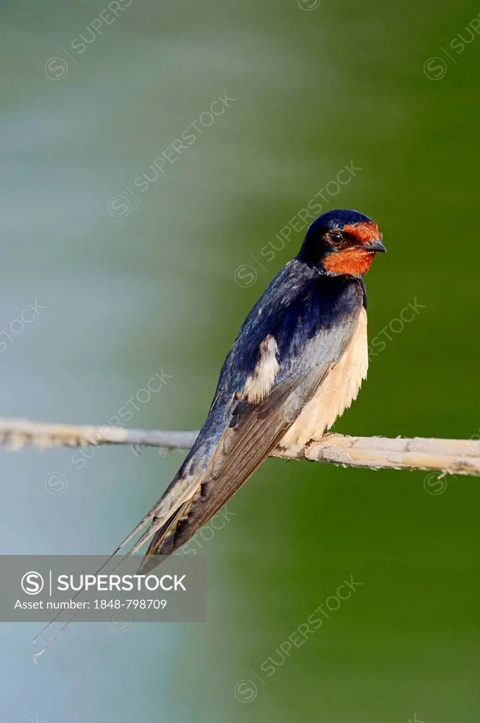 Barn Swallow (Hirundo rustica) sitting on a bulrush