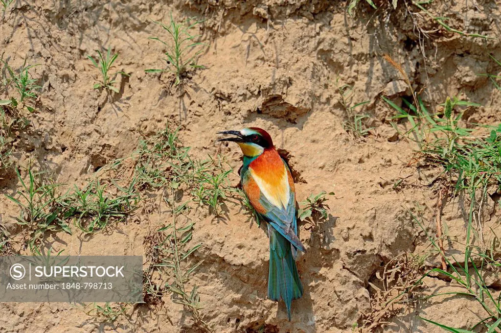 European Bee-eater (Merops apiaster) sitting at the breeding wall