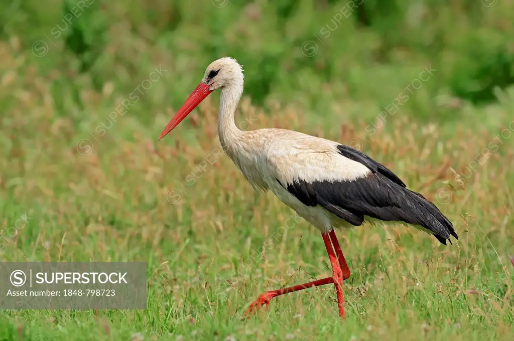 White Stork (Ciconia ciconia), foraging