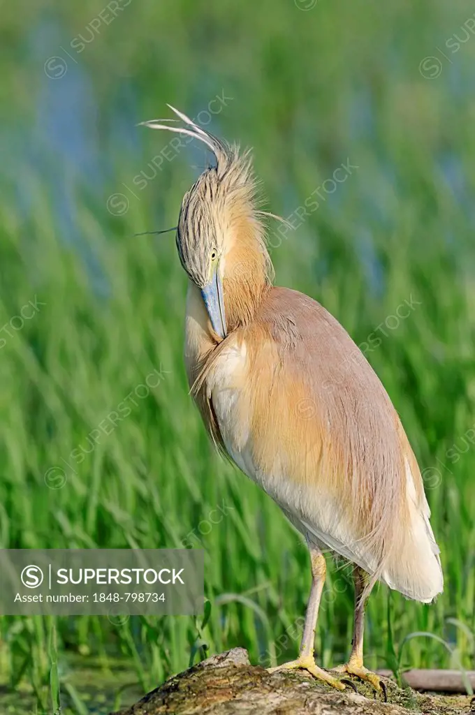 Squacco Heron (Ardeola ralloides), preening