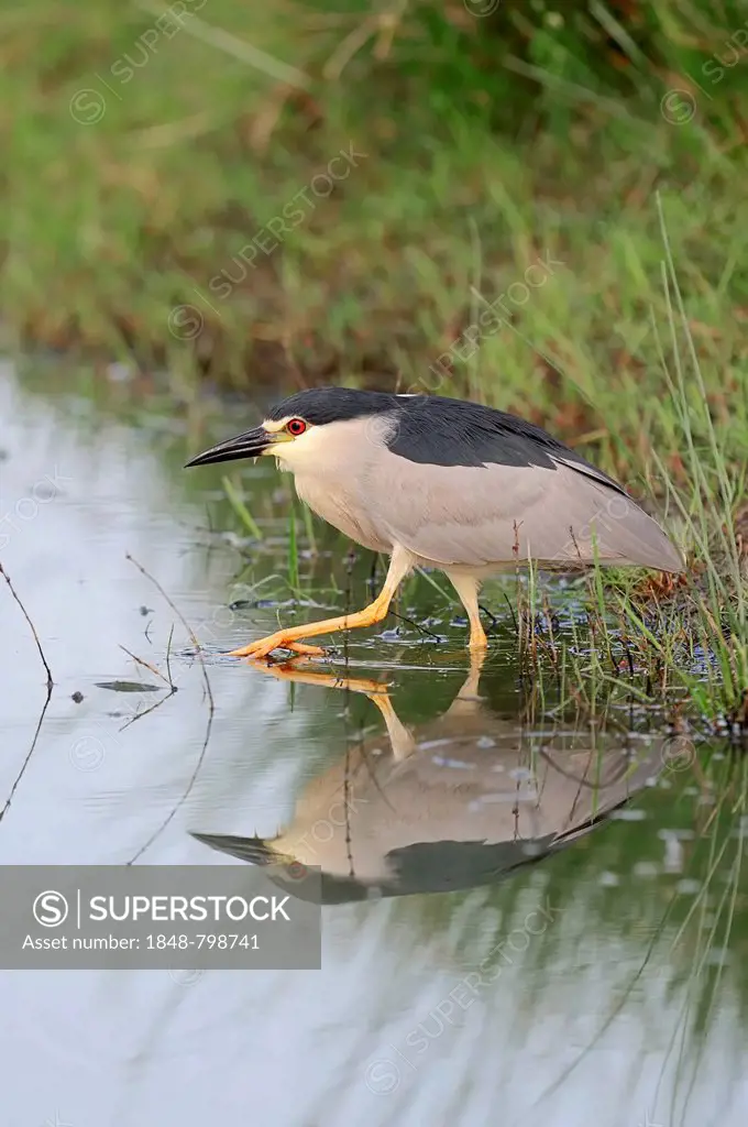 Black-crowned Night Heron (Nycticorax nycticorax), foraging