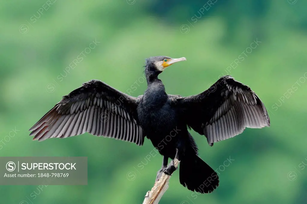 Great Cormorant (Phalacrocorax carbo) with wings outstretched