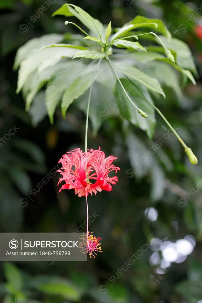 Japanese Lantern, Coral Hibiscus or Fringed Rosemallow (Hibiscus schizopetalus) in a greenhouse, botanical gardens of The Eden Project