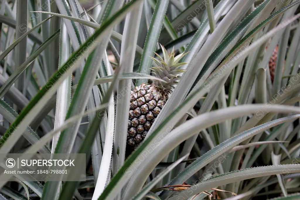 Pineapple (Ananas comosus) in a greenhouse, botanical gardens of The Eden Project
