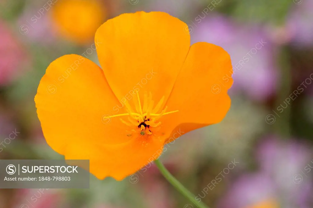 California Poppy or Cup of Gold (Eschscholzia californica) in a greenhouse, botanical gardens of The Eden Project