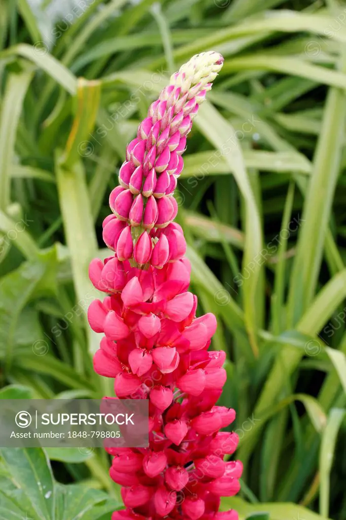 Large-leaved Lupine (Lupinus polyphyllus), botanical gardens of The Eden Project