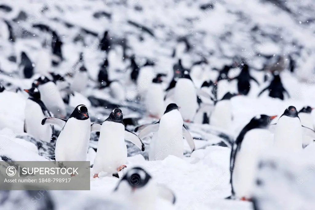 Gentoo penguins (Pygoscelis papua)