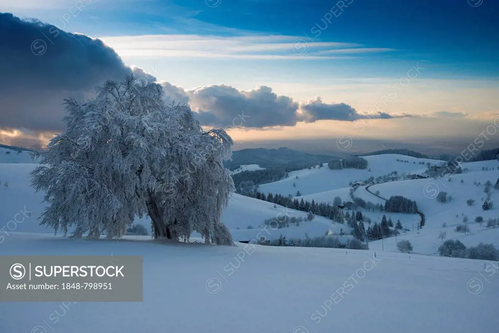 Snow-covered beech trees and a panoramic view over the Rhine Valley