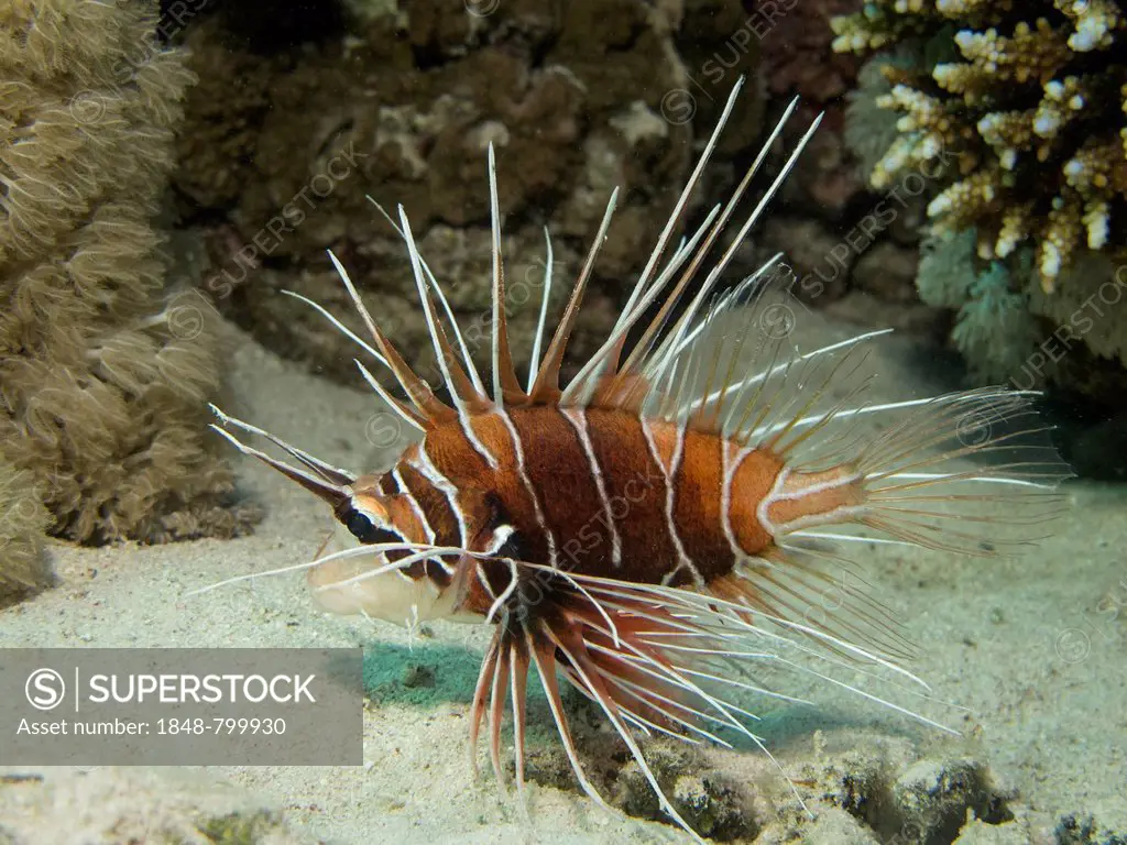 Clearfin Lionfish, Tailbar Lionfish or Radial Firefish (Pterois radiata), Mangrove Bay, Red Sea, Egypt, Africa