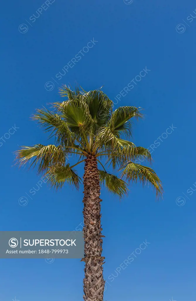 Washington Palm (Washingtonia robusta), Lagos, Algarve, Portugal, Europe