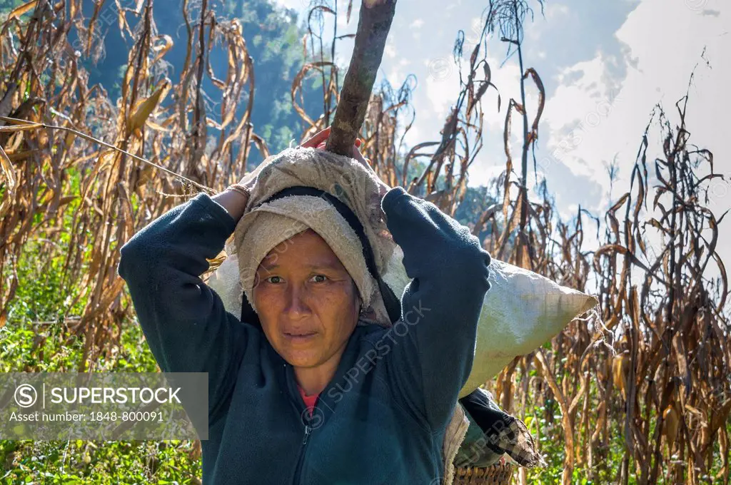 Hill tribe woman carrying a load on her head, woman of the Hmong people, an ethnic minority, in corn field, Soppong or Pang Mapha area, Mae Hong Son p...
