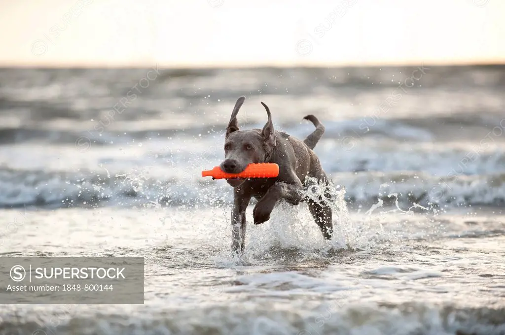 Weimaraner dog fetching a toy out of the water, St. Peter-Ording, Schleswig-Holstein, Germany, Europe