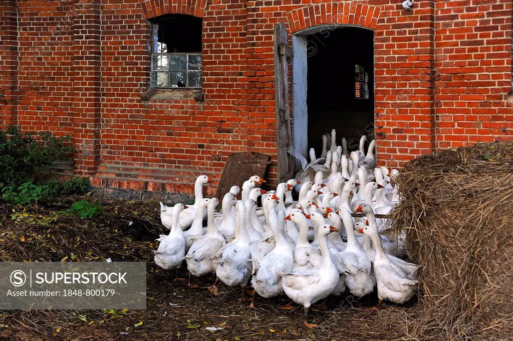 Domestic geese find their way back into the barn in the evening, Othenstorf estate organic farm, Othenstorf, Mecklenburg-Western Pomerania, Germany, E...