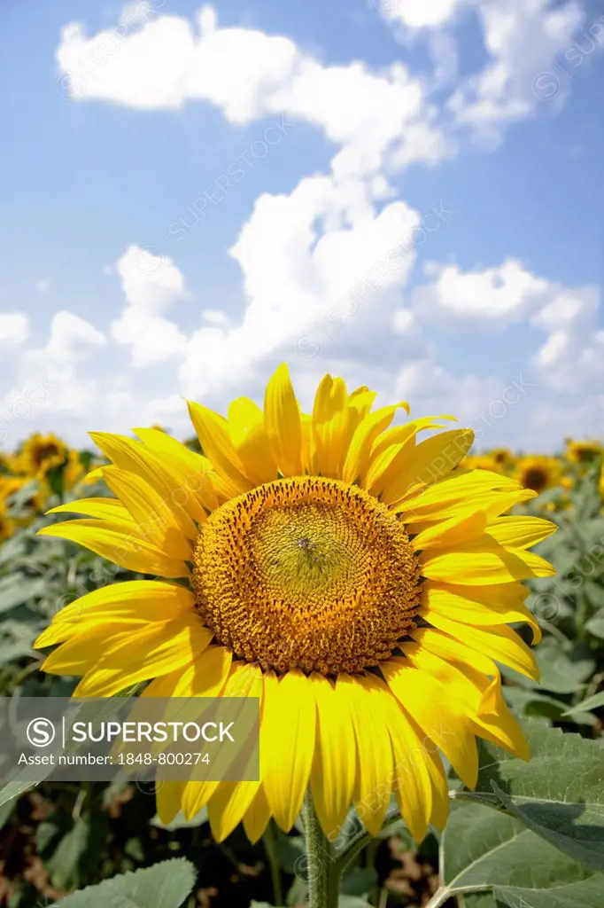 Sunflower (Helianthus annuus), field of sunflowers, Romania, Europe