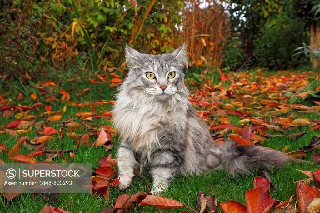 Maine Coon cat lying in a garden in autumn
