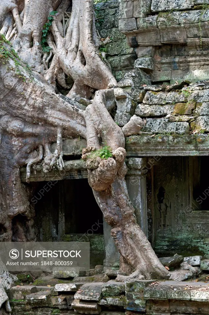 Tree roots of a tropical strangler fig tree overgrowing the walls of the Preah Khan Temple, Angkor, Siem Reap, Cambodia, Southeast Asia