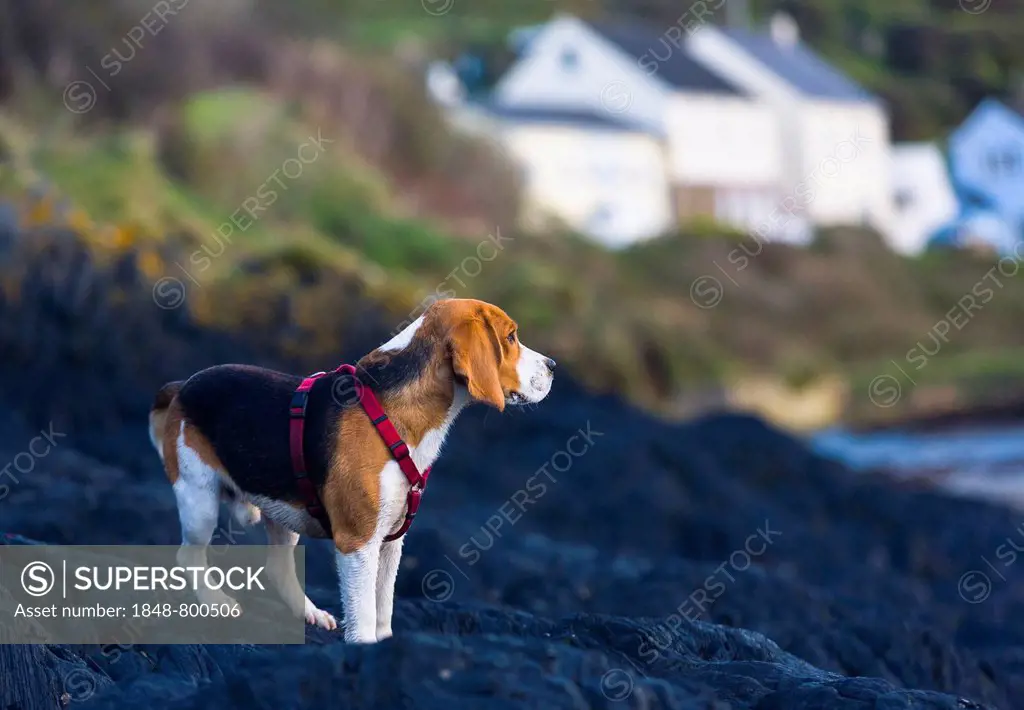 Tricolour Beagle, male standing on a rock and looking into the distance