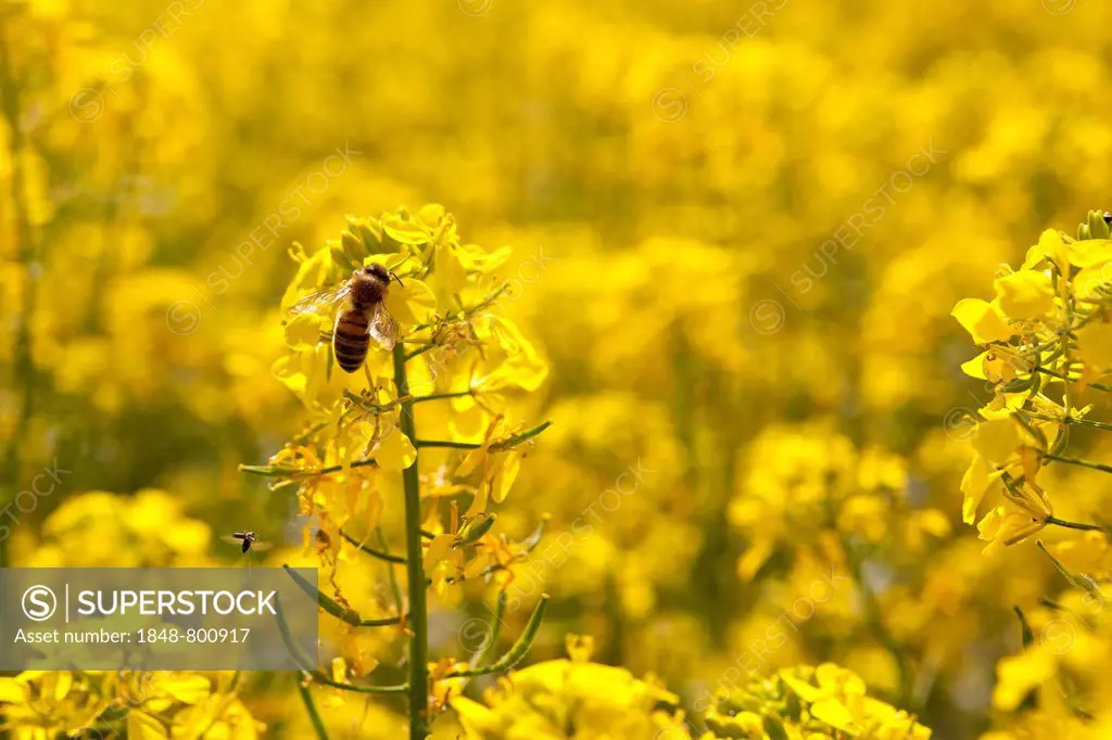 Yellow flowering canola (Brassica napus), honey bee (Apis) on flower, Coswig, Saxony, Germany, Europe
