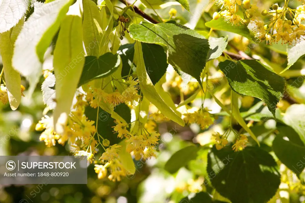 Flowers of the Small-leaved lime (Tilia cordata), Coswig, Saxony, Germany, Europe