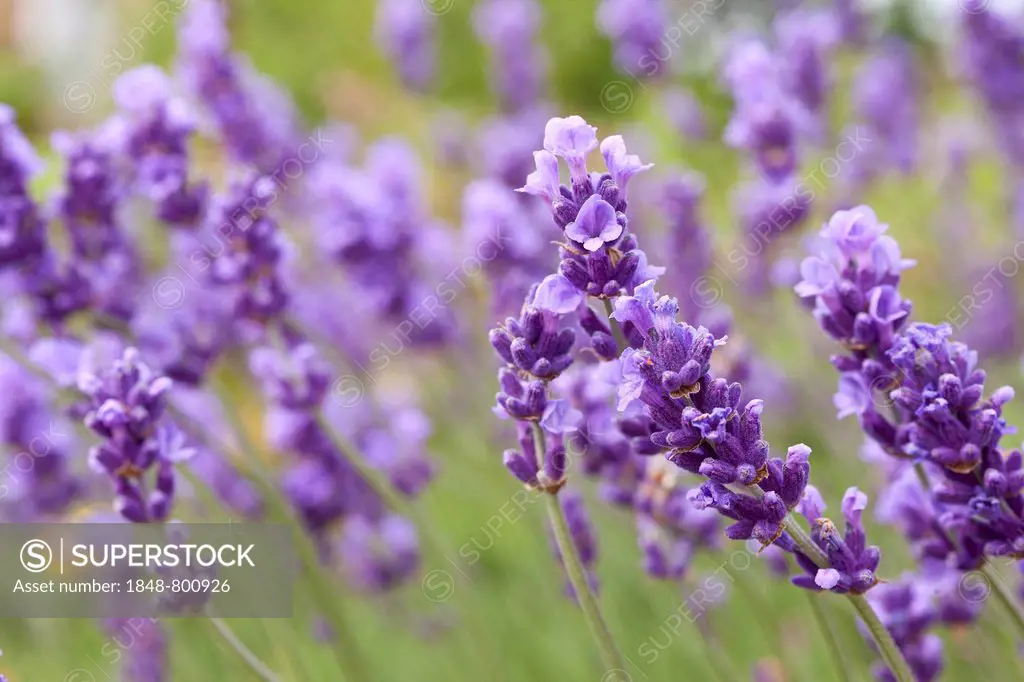 Lavender (Lavandula angustifolia, syn Lavandula officinalis, Lavandula vera) in bloom, Saxony, Germany, Europe
