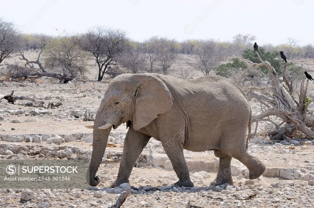 African Elephant (Loxodonta africana), Etosha National Park, near Okaukuejo, Kunene Region, Namibia