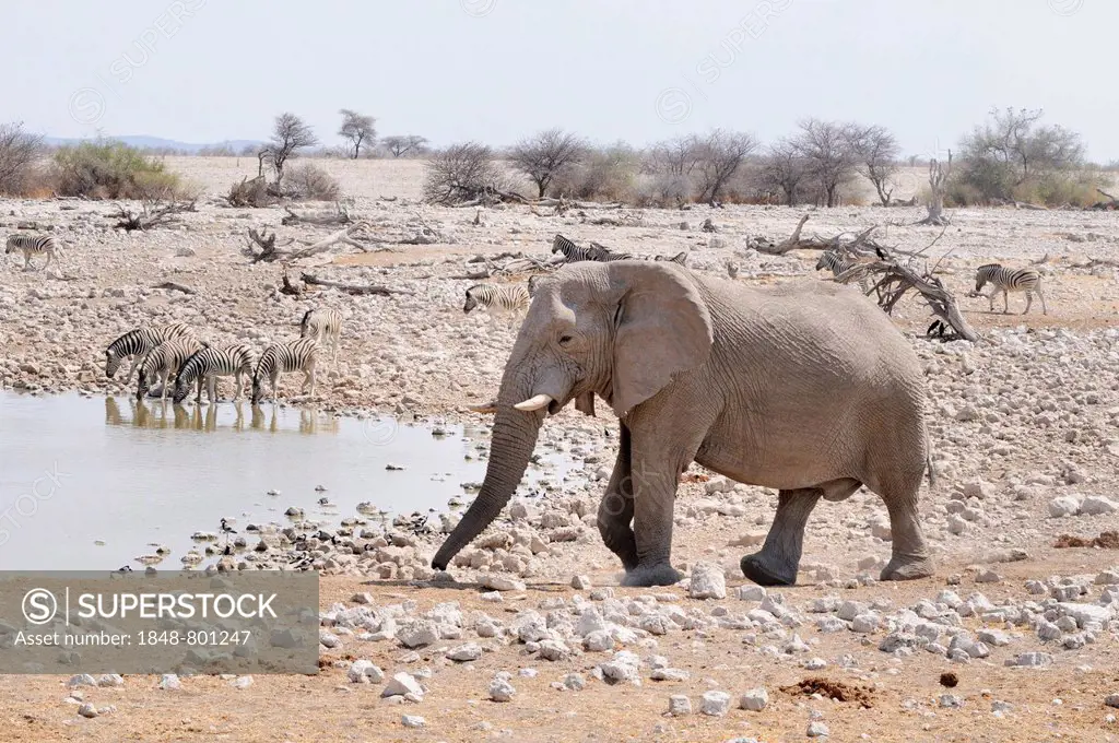 African Elephant (Loxodonta africana) and Burchell's Zebras (Equus quagga) at the water hole, Etosha National Park, near Okaukuejo, Kunene Region, Nam...