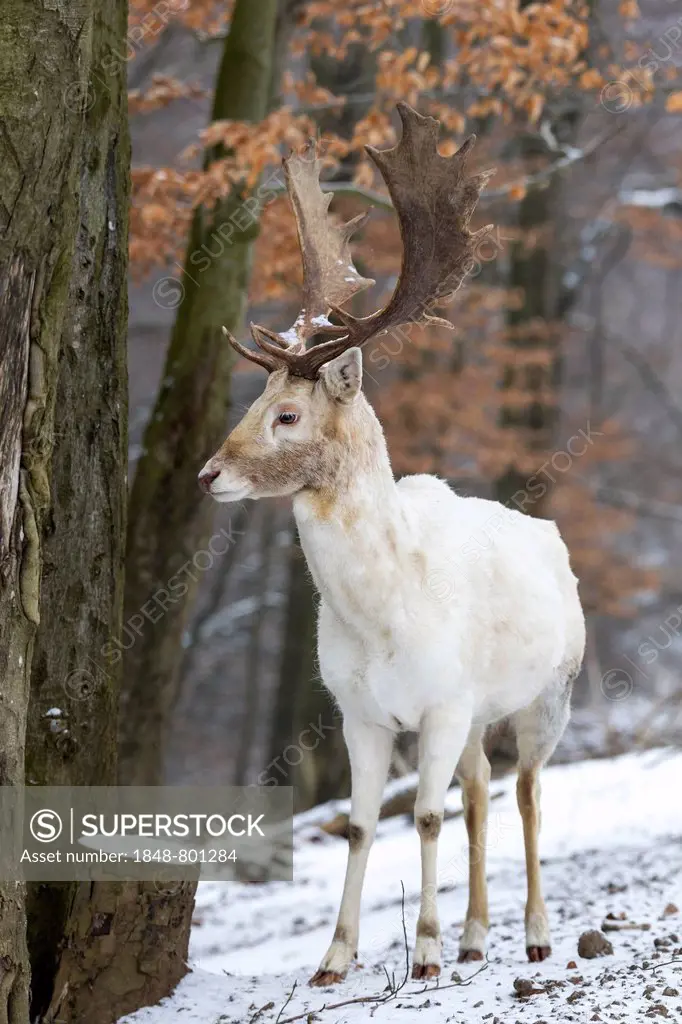 Fallow Deer (Dama dama), buck, Daun, Vulkan Eifel, Eifel, Rhineland-Palatinate, Germany