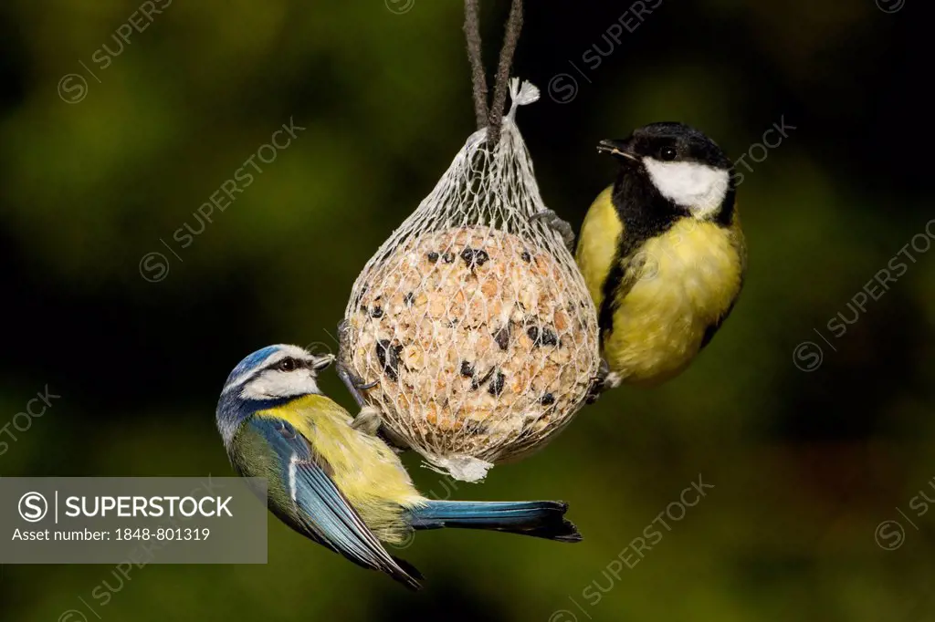 Great Tits (Parus major) perched on a fat ball, Bergshausen, Fuldabrück, Hesse, Germany