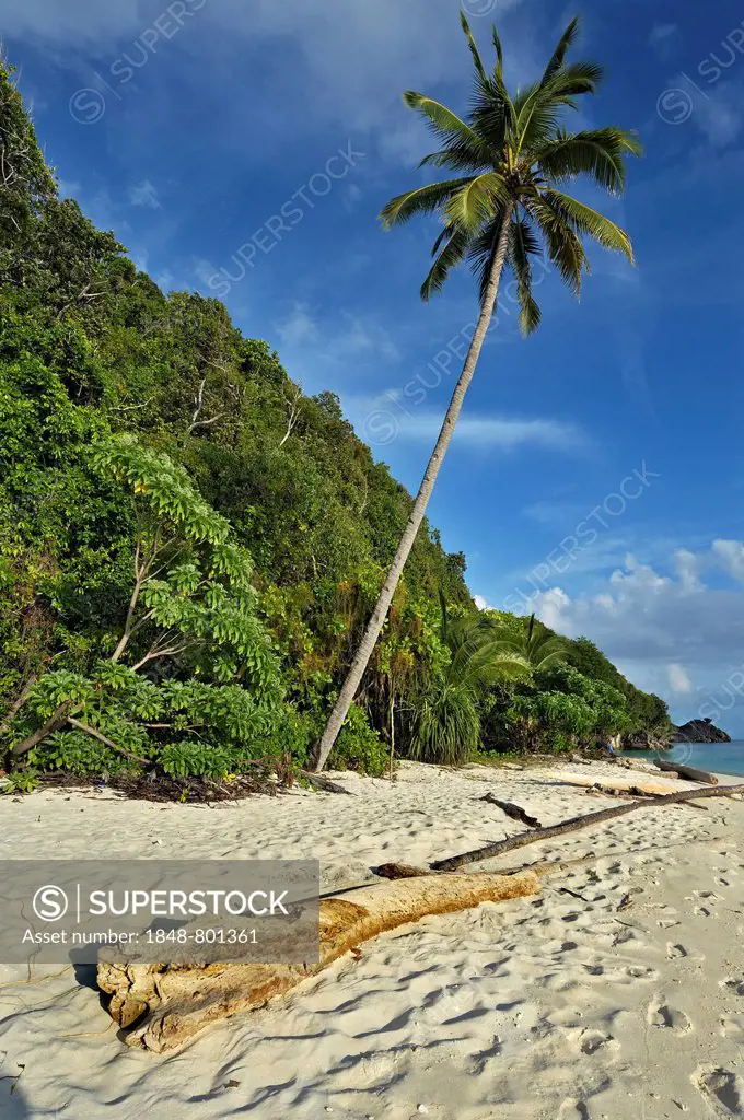 Beach with a Coconut Palm (Cocos nucifera), Raja Ampat, West Papua, Indonesia