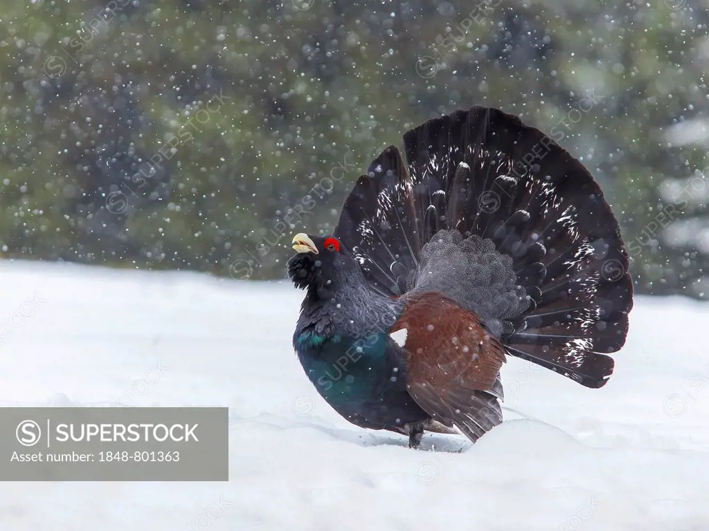 Wood Grouse or Capercaillie (Tetrao urogallus), displaying during snowfall, Tyrol, Austria
