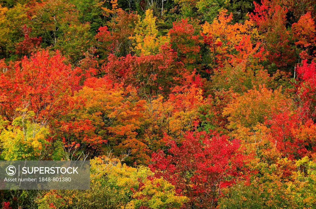 Deciduous forest in autumn colours, Indian Summer, Algonquin Provincial Park, Ontario Province, Canada