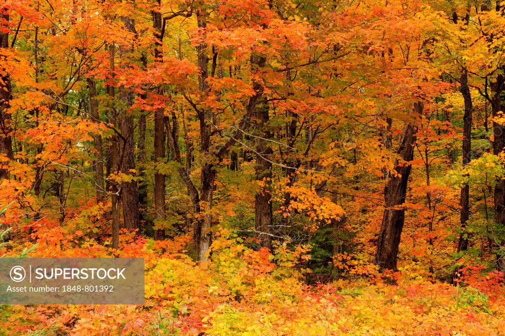 Deciduous forest in autumn colours, Indian Summer, Algonquin Provincial Park, Ontario Province, Canada