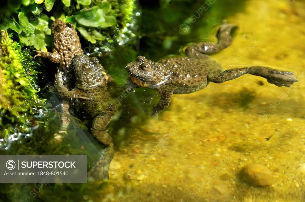 Copulating Yellow-Bellied Toads (Bombina variegata) in a terrarium, Germany