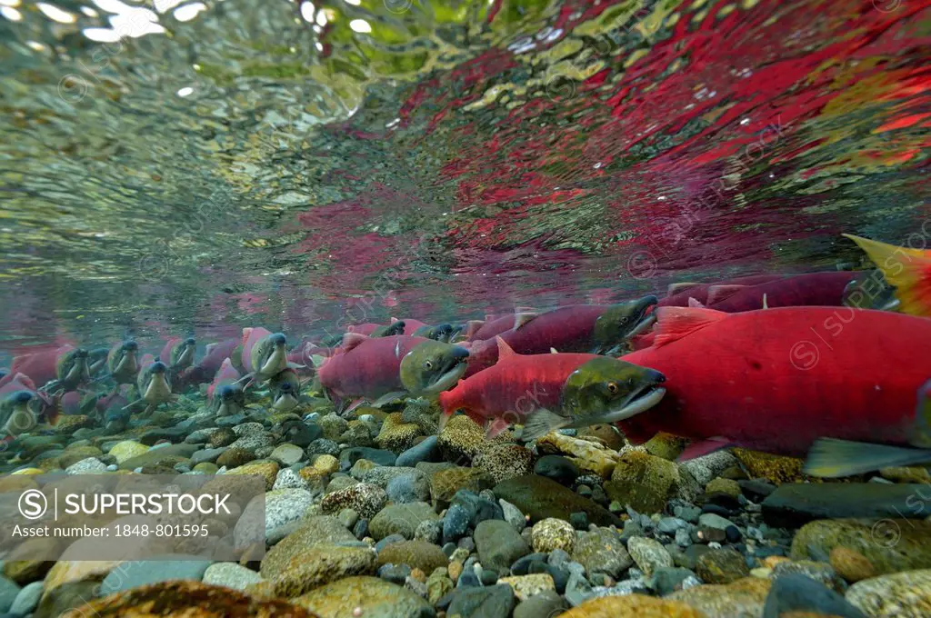 Sockeye Salmon, Redeye Salmon or Blueback Salmon (Oncorhynchus nerka), fish at spawning grounds, Gulkana River, Paxson, Alaska, United States