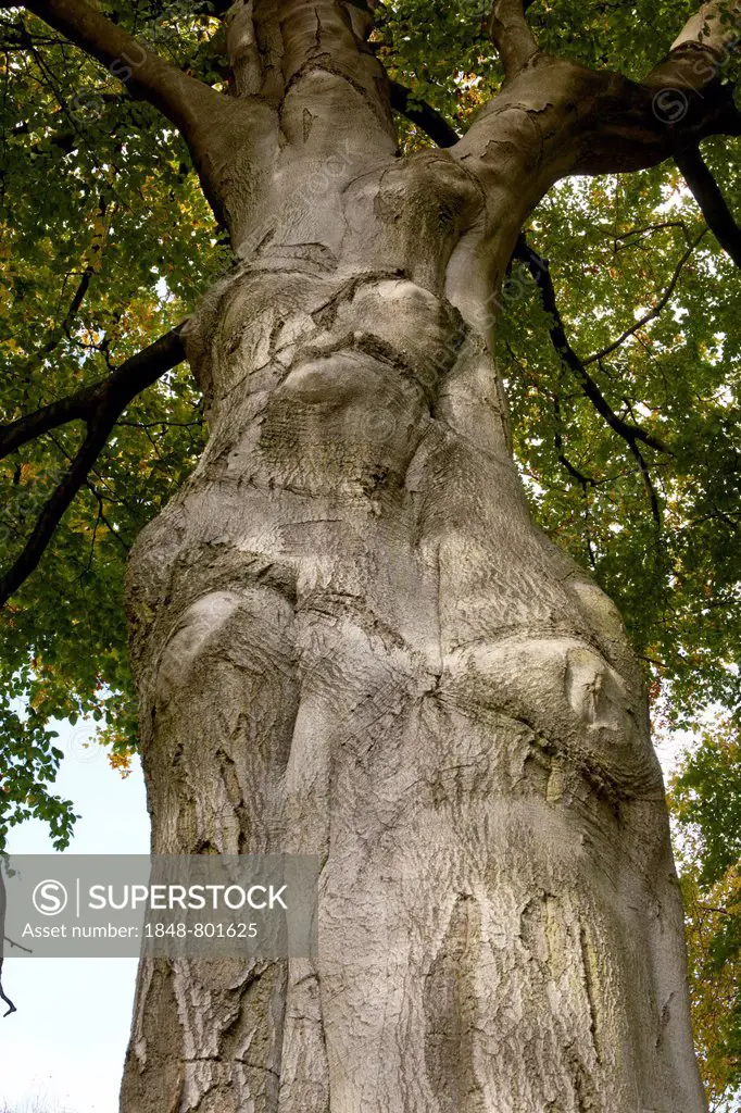 Beech Tree (Fagus sylvatica) in autumn, Jersbeker Park, Jersbek, Stormarn District, Schleswig-Holstein, Germany
