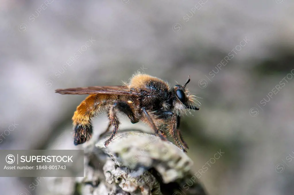 Yellow Bee-like Robber-fly (Laphria flava), lying in wait, Hesse, Germany