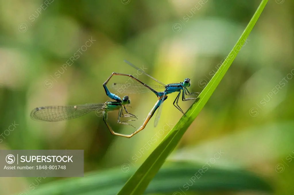 Blue-tailed Damselfly (Ischnura elegans) pair mating, heart-shaped mating wheel, Hesse, Germany