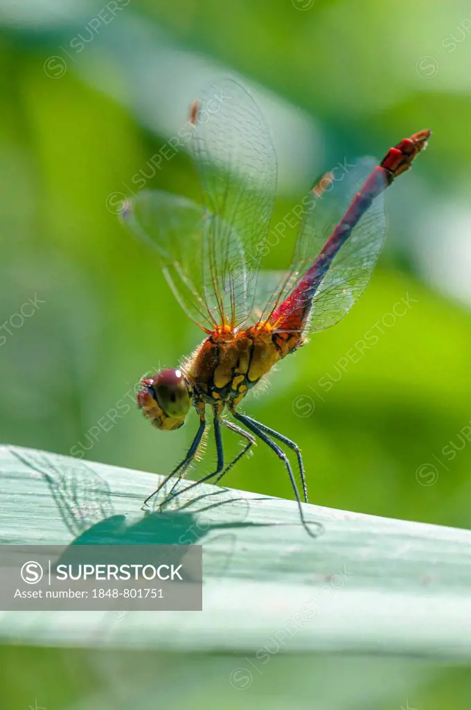 Vagrant Darter (Sympetrum vulgatum) in the obelisk position to protect itself from overheating by the sun, Hesse, Germany