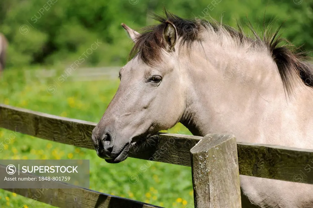Tarpan or Eurasian Wild Horse (Equus ferus gmelini, Equus gmelini), breeding back project, portrait, captive, North Rhine-Westphalia, Germany