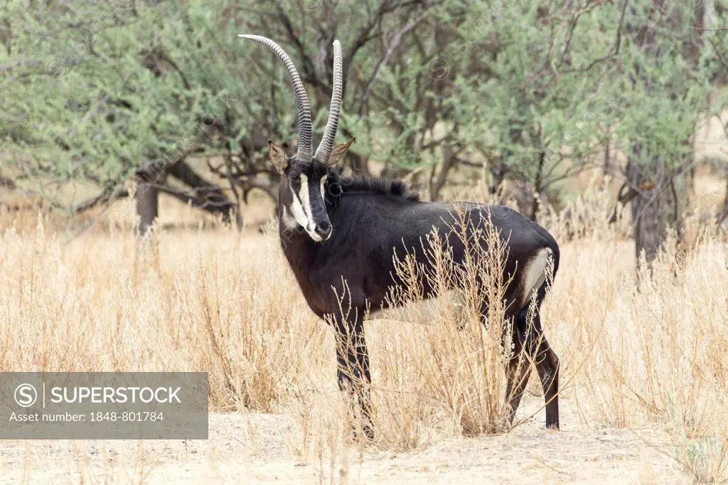 Sable Antelope (Hippotragus niger), Okapuka Ranch, Namibia