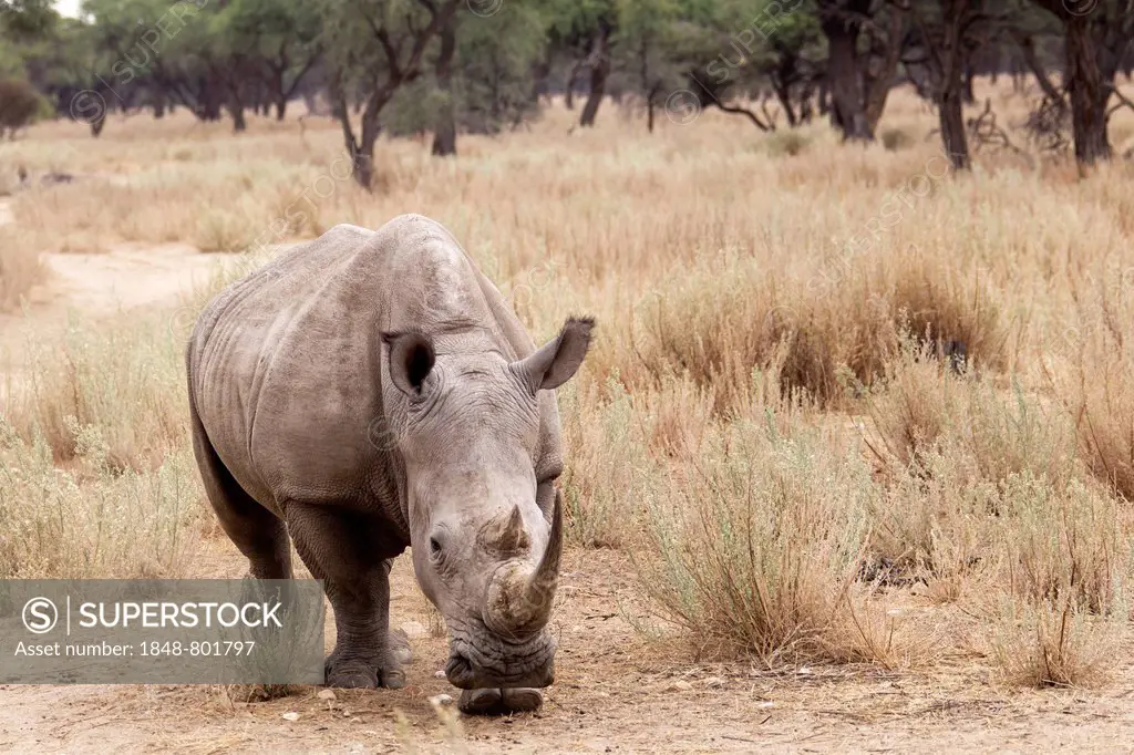 White Rhinoceros or Square-lipped Rhinoceros (Ceratotherium simum), Okapuka Ranch, Namibia, Namibia