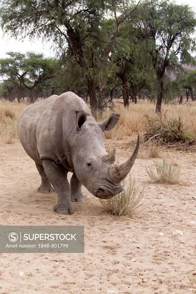 White Rhinoceros or Square-lipped Rhinoceros (Ceratotherium simum), Okapuka Ranch, Namibia