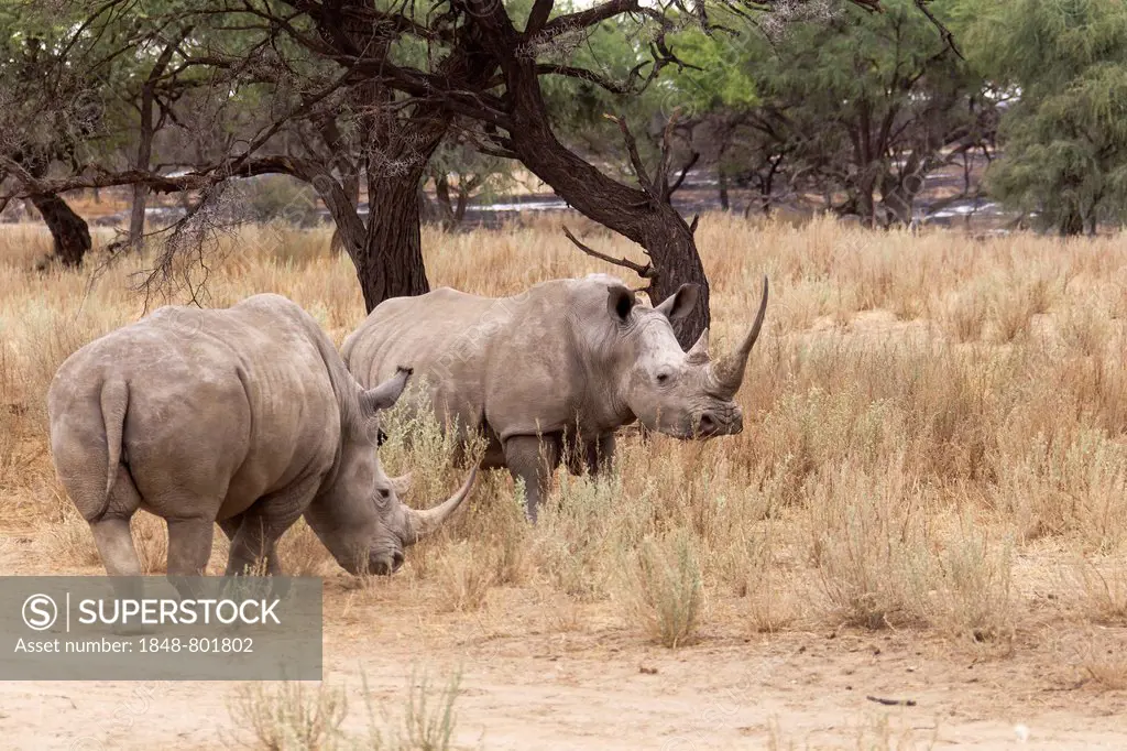 White Rhinos or Square-lipped Rhinos (Ceratotherium simum), Okapuka Ranch, Namibia