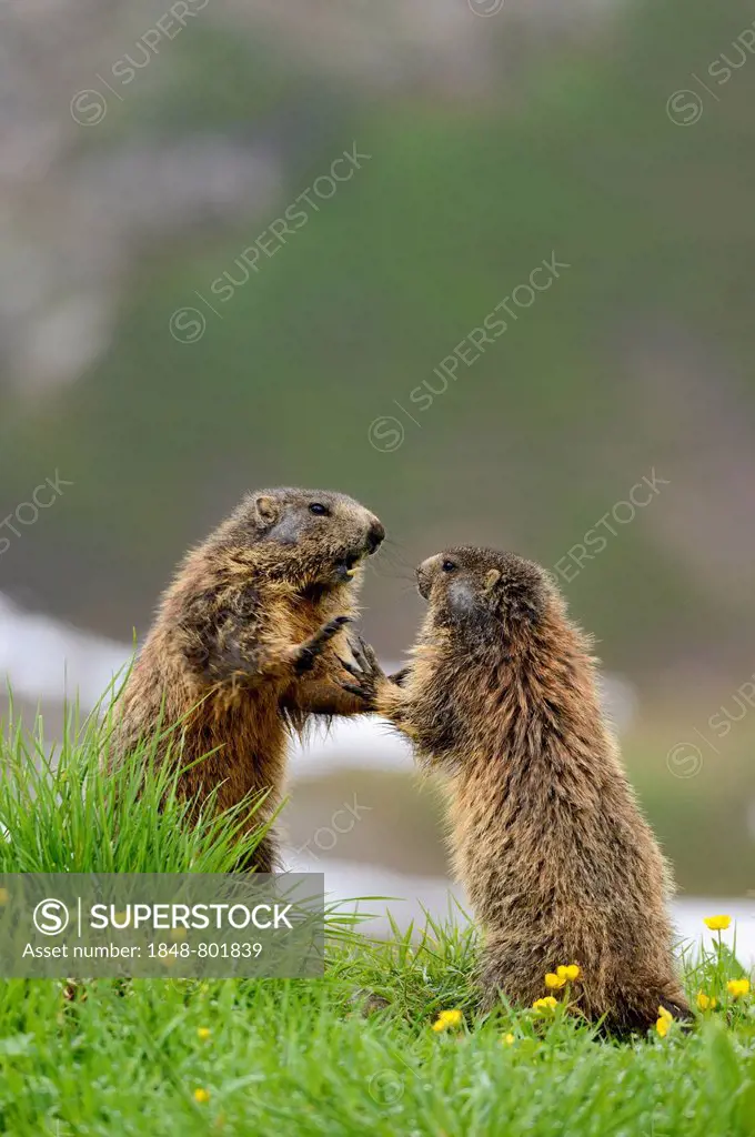 Alpine Marmots (Marmota marmota) quarreling on a alpine meadow, Oberstdorf, Oberallgäu, Allgäu, Swabia, Bavaria, Germany