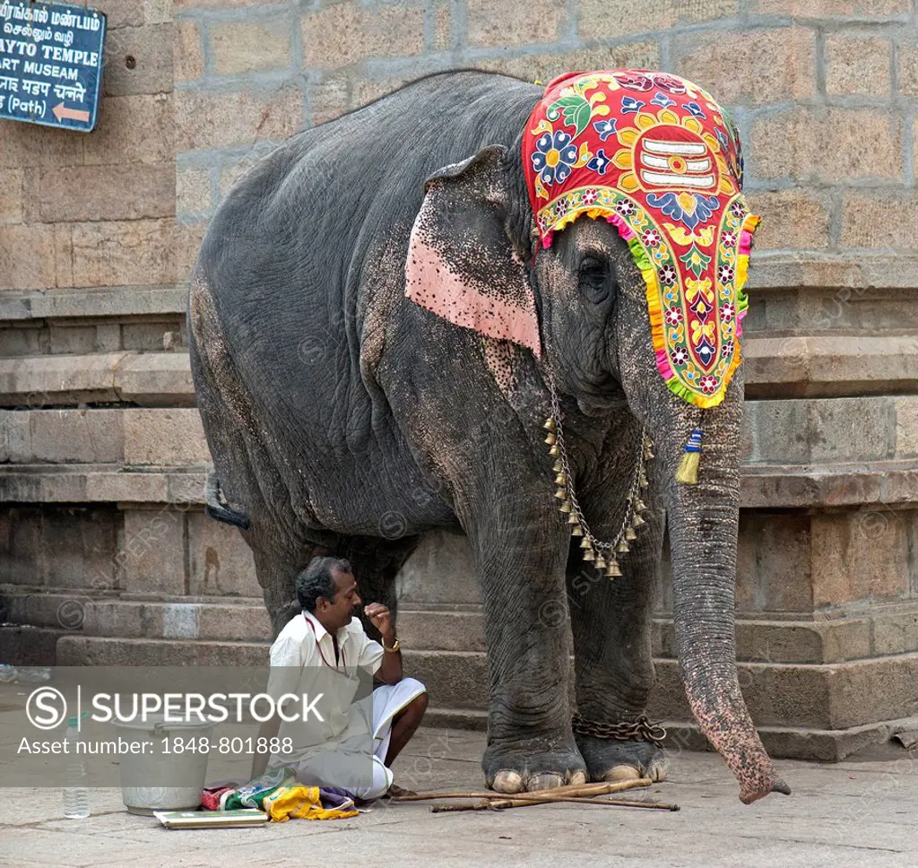 Decorated temple elephant and mahout, temple district, Meenakshi Amman Temple or Sri Meenakshi Sundareswarar Temple, Madurai, Tamil Nadu, India