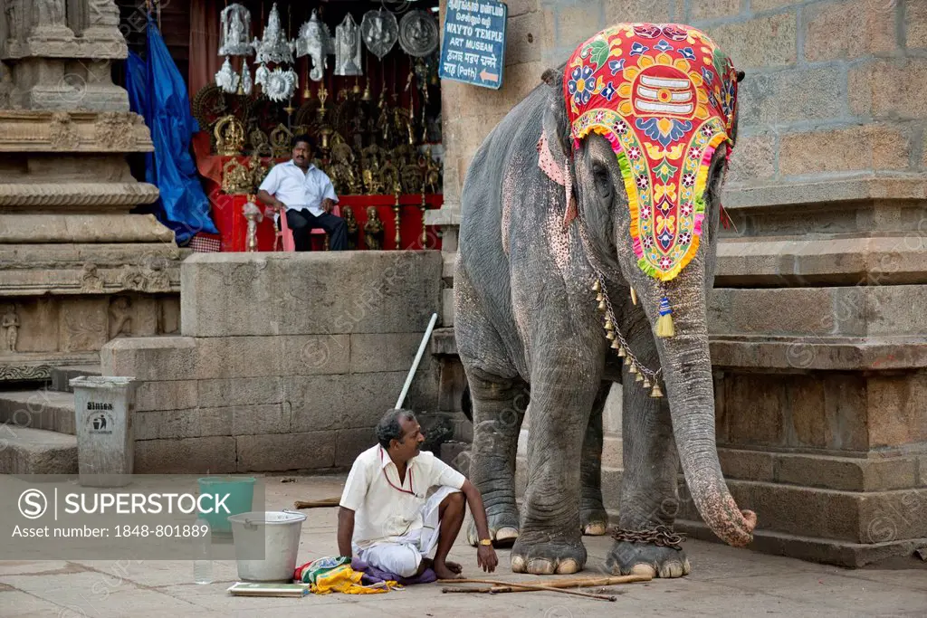 Decorated temple elephant and mahout, temple district, Meenakshi Amman Temple or Sri Meenakshi Sundareswarar Temple, Madurai, Tamil Nadu, India