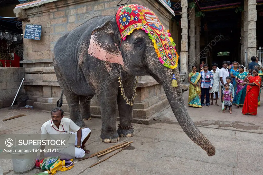 Temple elephant and a mahout, Meenakshi Amman Temple or Sri Meenakshi Sundareswarar Temple, Madurai, Tamil Nadu, India