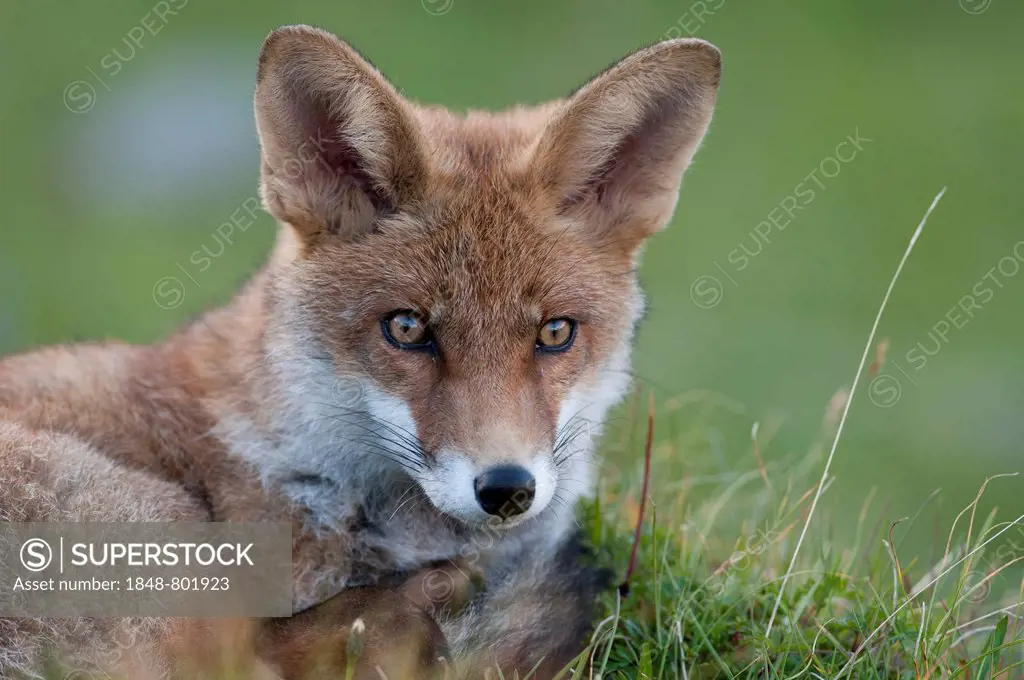 Red Fox (Vulpes vulpes), Tyrolean Unterland, Tyrol, Austria