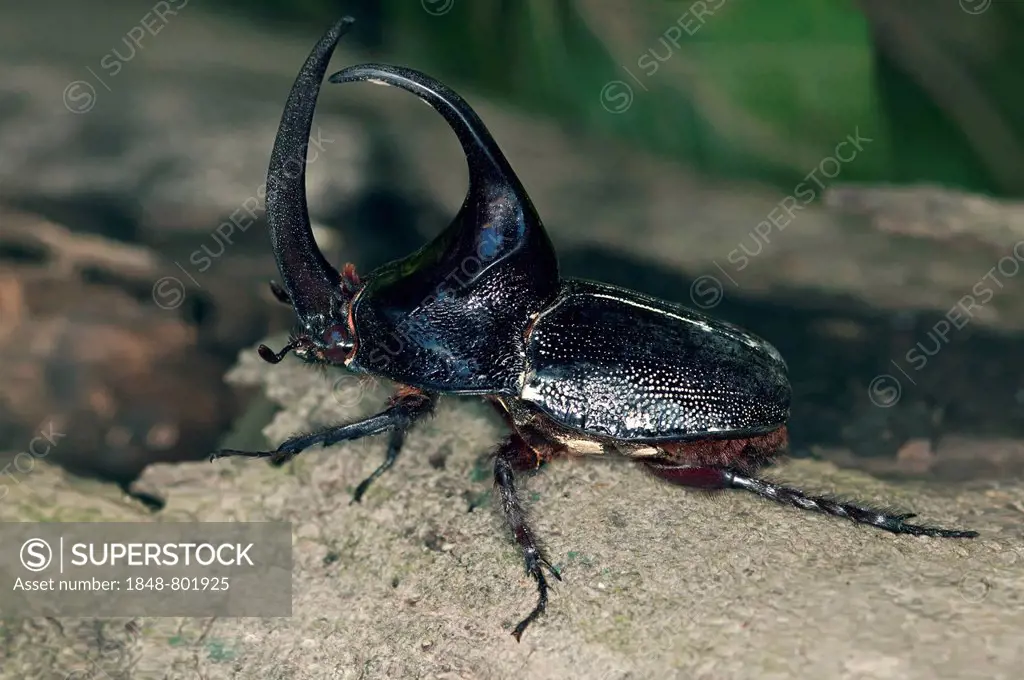 Rhinoceros Beetle from the subfamily of giant beetles (Dynastinae), Tambopata Nature Reserve, Madre de Dios Region, Peru